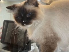 -共舞时光猫咖·狗咖(新街口店)