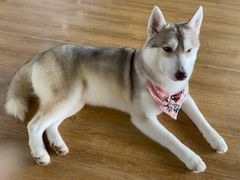 -Husky Go! 哈士奇体验馆·宠物咖啡厅狗咖