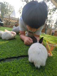 -萌宠亲子动物乐园(槐房万达店)