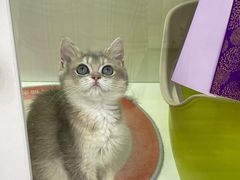 -青奢宠物·青奢猫舍