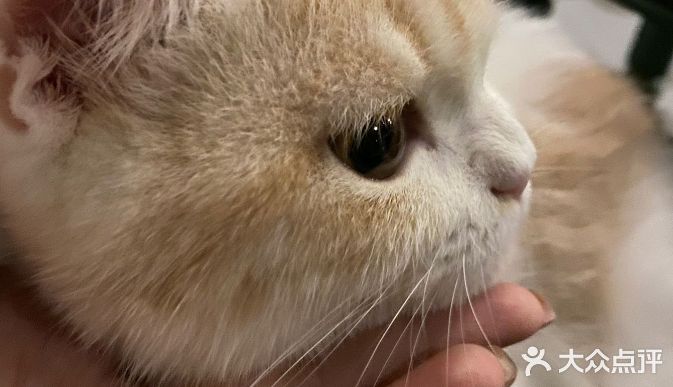 今日份的🐱片，是颜值赛高的大白
