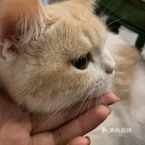 今日份的🐱片，是颜值赛高的大白