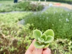 -大宁国际幼儿园(永和东路)