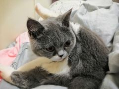 -猫宠乐园·专业洗护