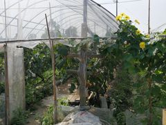 -马陆小张葡萄园农家乐