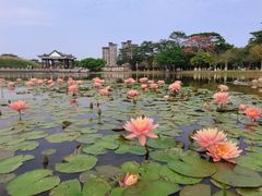 -东莞植物园