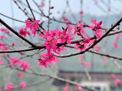 -桃花岭景区