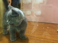 -十年猫舍·猫咪专门店(普陀店)