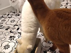 -遇见羊驼·奶狗咖·布偶猫咖·法斗柯基柴犬阿拉斯加(春熙路太古里IFS店)