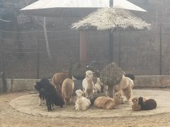 -大连森林动物园