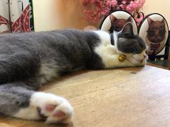 -李小姐の猫咖啡馆(五角场店)