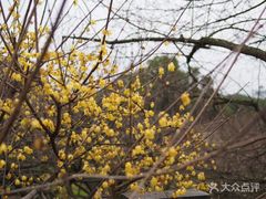-香雪海