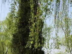 -宝鸡植物园
