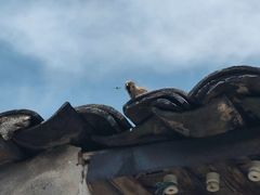 -尚田草莓姑娘白草莓采摘基地