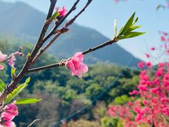 -深圳仙湖植物园