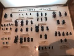 -大阪市立自然史博物馆