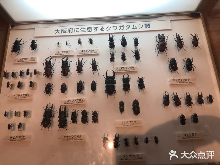 大阪市立自然史博物馆图片