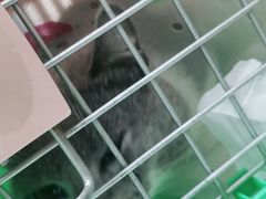 -宠福鑫康馨动物医院·骨科·眼科