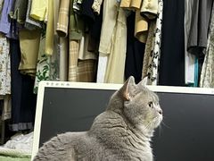 -老吴的猫·猫舍(新区店)