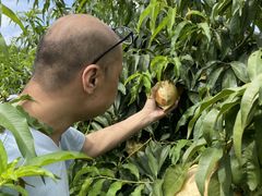 -樂桃源奉贤黄桃种植采摘基地