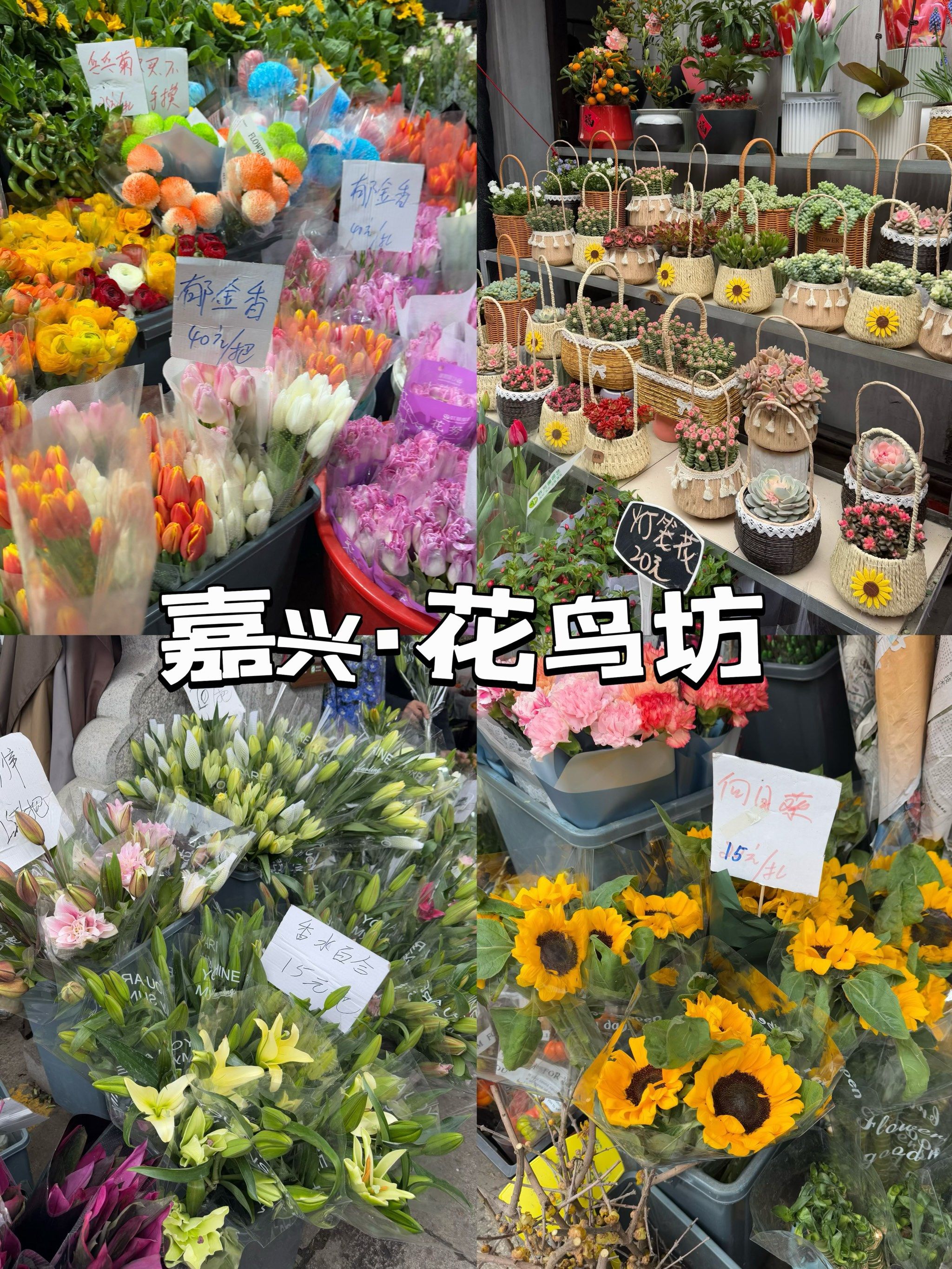 这家花鸟市场真的太好逛了