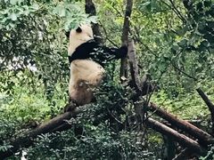 景点-成都大熊猫繁育研究基地