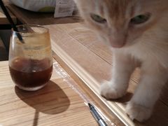-瞄一喵猫咖(格力海岸店)