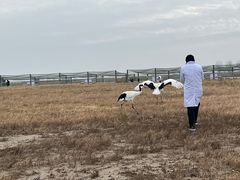 -盐城丹顶鹤湿地生态旅游区