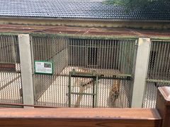 -合肥野生动物园