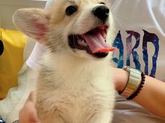 -翊宠yipet猫狗购宠庄园犬舍•猫舍