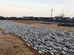 -尼甘布海鲜市场