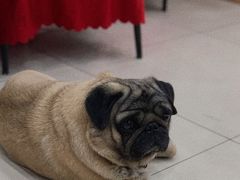 -牛叔鲜羊肉铜火锅(远东小区店)