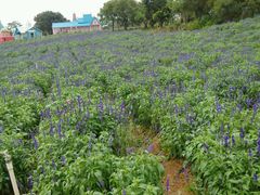 -松山湖梦幻百花洲