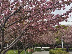 -高东镇樱花园