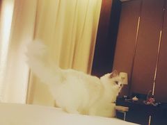 -Bastet sally猫舍购宠(静安店)