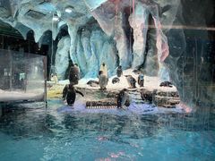 -帝企鹅自助餐厅•儿童岛•真企鹅(长隆企鹅酒店)