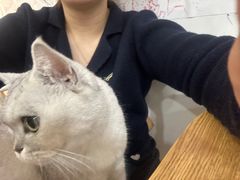 -李小姐の猫咖啡馆(五角场店)