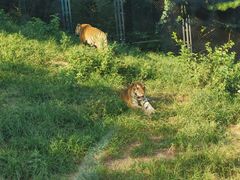 -大连森林动物园