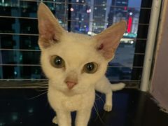 -楼上猫咖(罗湖店)