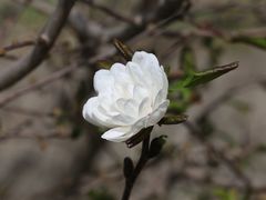 -国家植物园