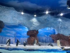 -海合安成都极地海洋公园