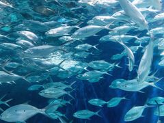 -上海海洋水族馆