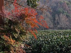 -中国茶叶博物馆(双峰馆区)