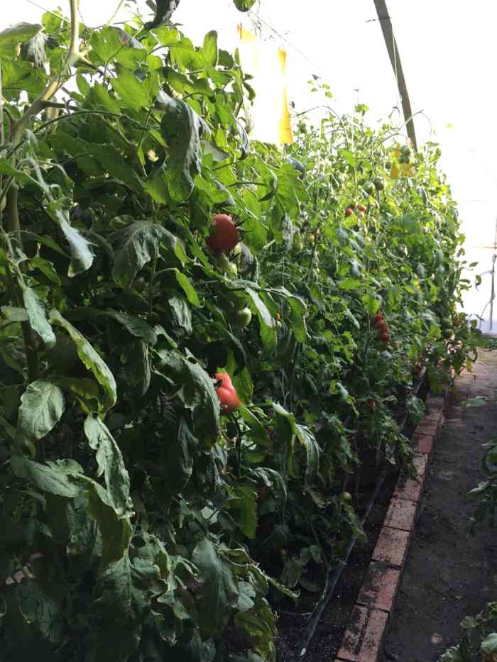 大司马蔬菜展销处-"[薄荷]环境:有点偏远,是一个大型蔬菜.