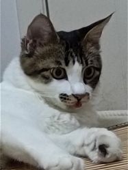 -凡碧诗毛孔收细