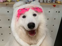 -毛绒耶耶撸宠馆·猫咖·狗咖·荷兰猪咖