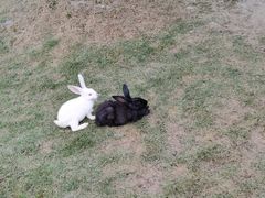 -洪湖家庭农场·团建·露营·会议