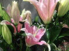 -何兮花店·气球派对鲜花店(马桥银春路万科城店)
