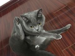 -宠爱国际动物医院· 猫科· 外科·中兽医(长白店)