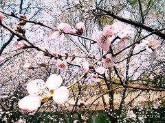 -桃花堤公园